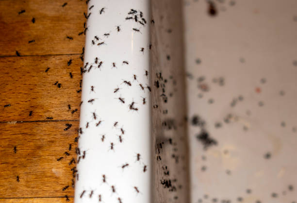 Best Pest Removal Services  in Kings Grant, NC